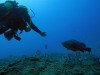 Excursion Diving course - PADI ''open water diver'
